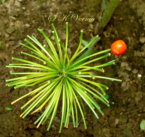  Inflorescence with persistent pedicels and one fruit (Berry)